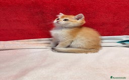 Británico de Pelo Corto gatos en venta: Monísimos British Golden  - Imagen 6