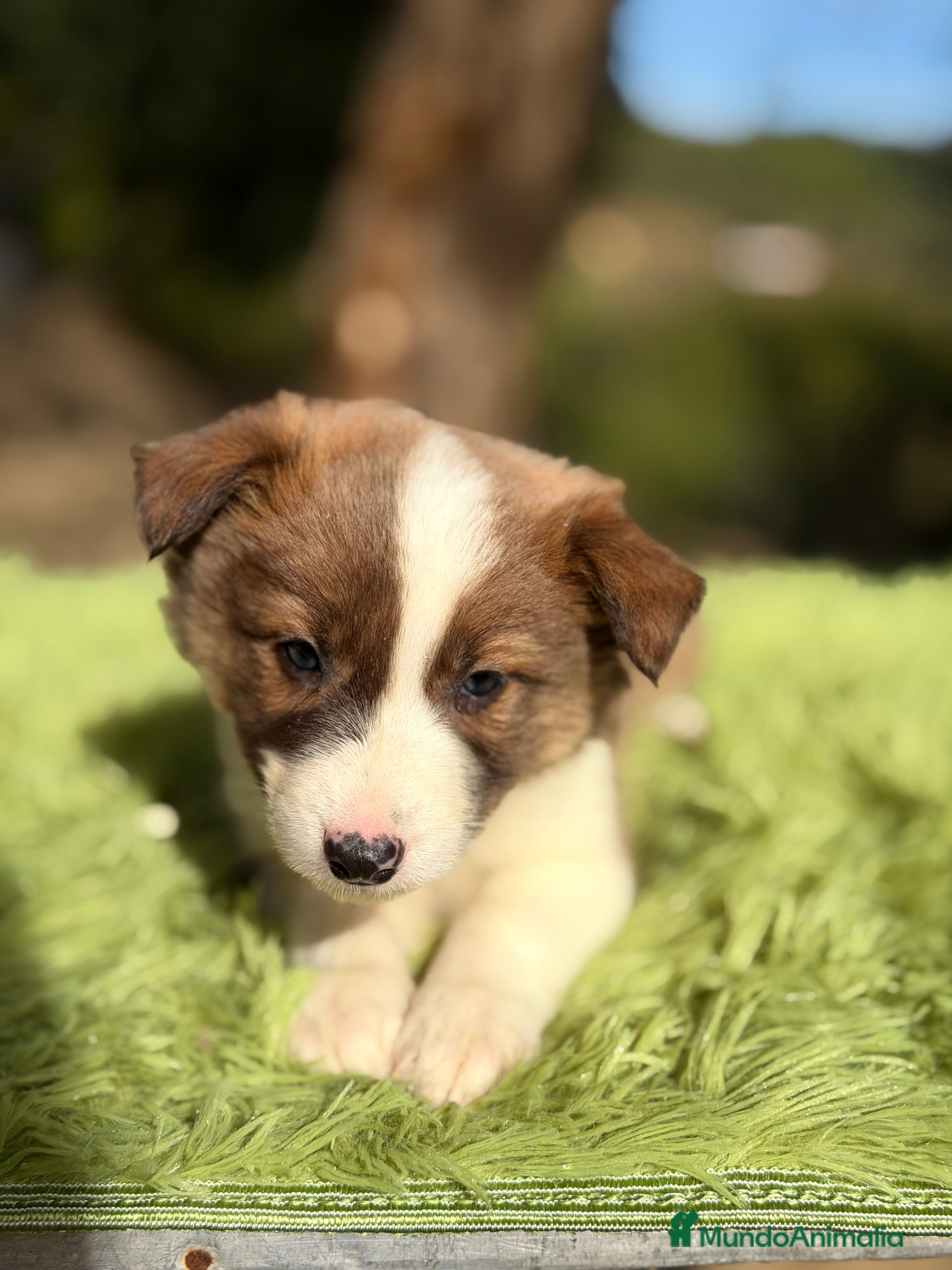 Border Collie perros Border marrón y blanco  - Anuncio 20