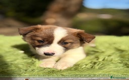 Border Collie perros en venta: Border marrón y blanco  - Anuncio 1