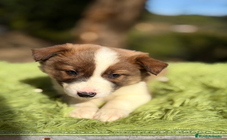 Border Collie perros Border marrón y blanco  - Anuncio 2