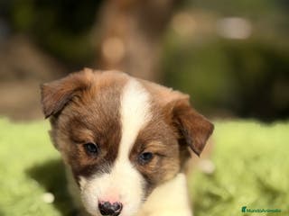 Border Collie perros Border marrón y blanco - Anuncio 23
