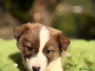 Border Collie perros Border marrón y blanco - Anuncio 4