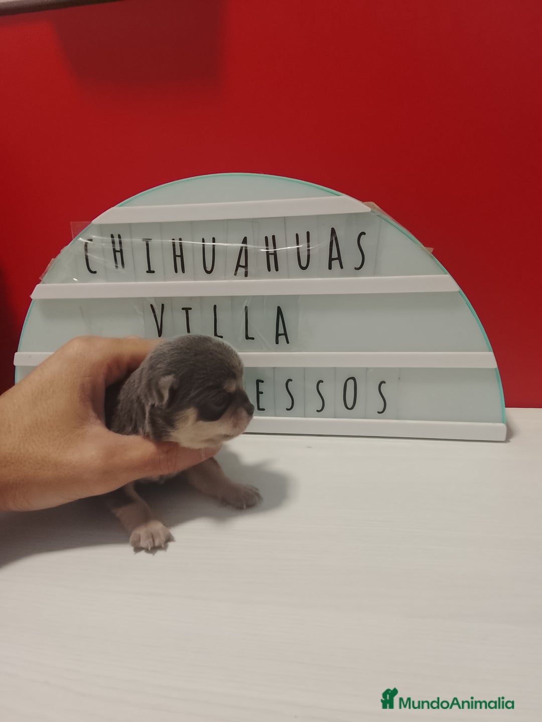 Chihuahua perros en venta: Chihuahua cabeza manzana  - Anuncio 3