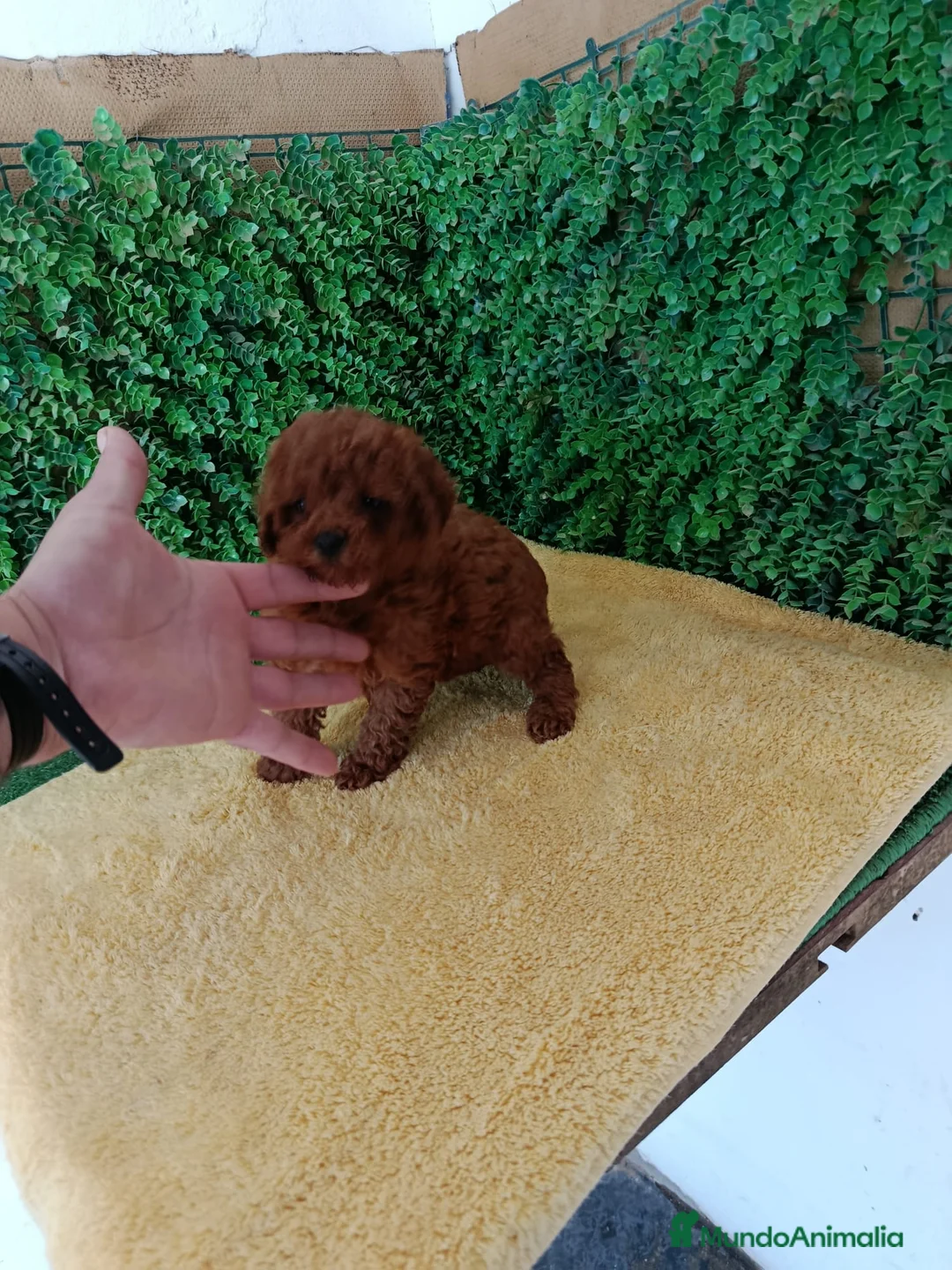 Caniche Toy perros en venta: PRECIOSOS CANICHE  ROJO LINEA TOY   - Anuncio 11