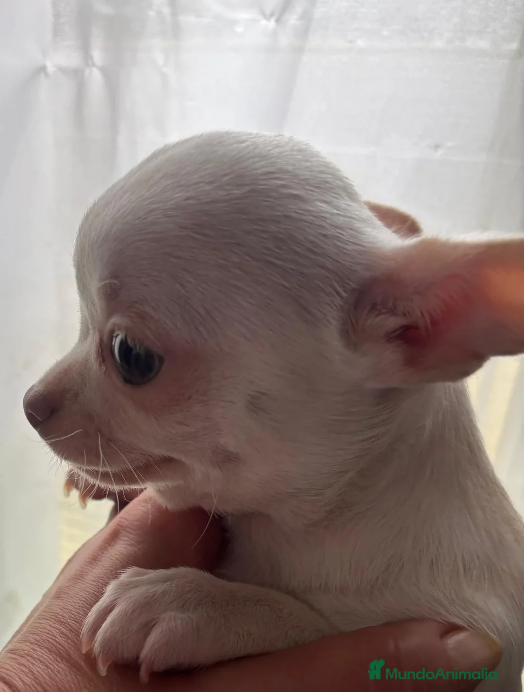 Chihuahua perros en venta: Preciosa hembra chihuahua toy blanca  - Anuncio 6