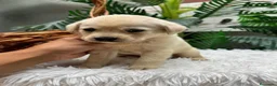 Labrador Retriever perros en venta: LABRADOR RETRIEVER - Anuncio 1