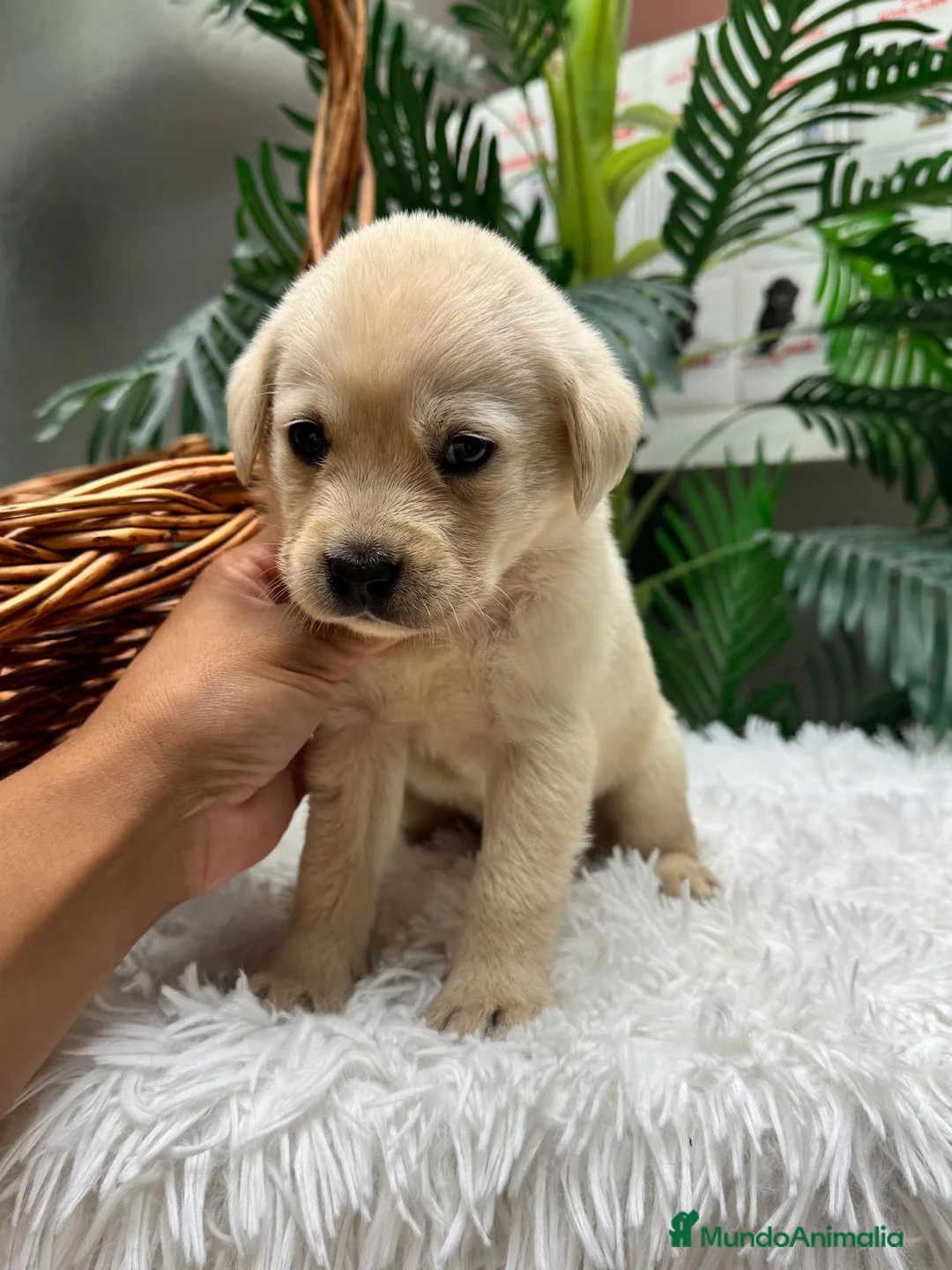 Labrador Retriever perros en venta: LABRADOR RETRIEVER - Anuncio 1