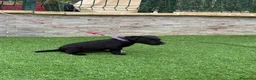 Jack Russell Terrier perros en venta: Cachorros Patterdale terrier  - Anuncio 5