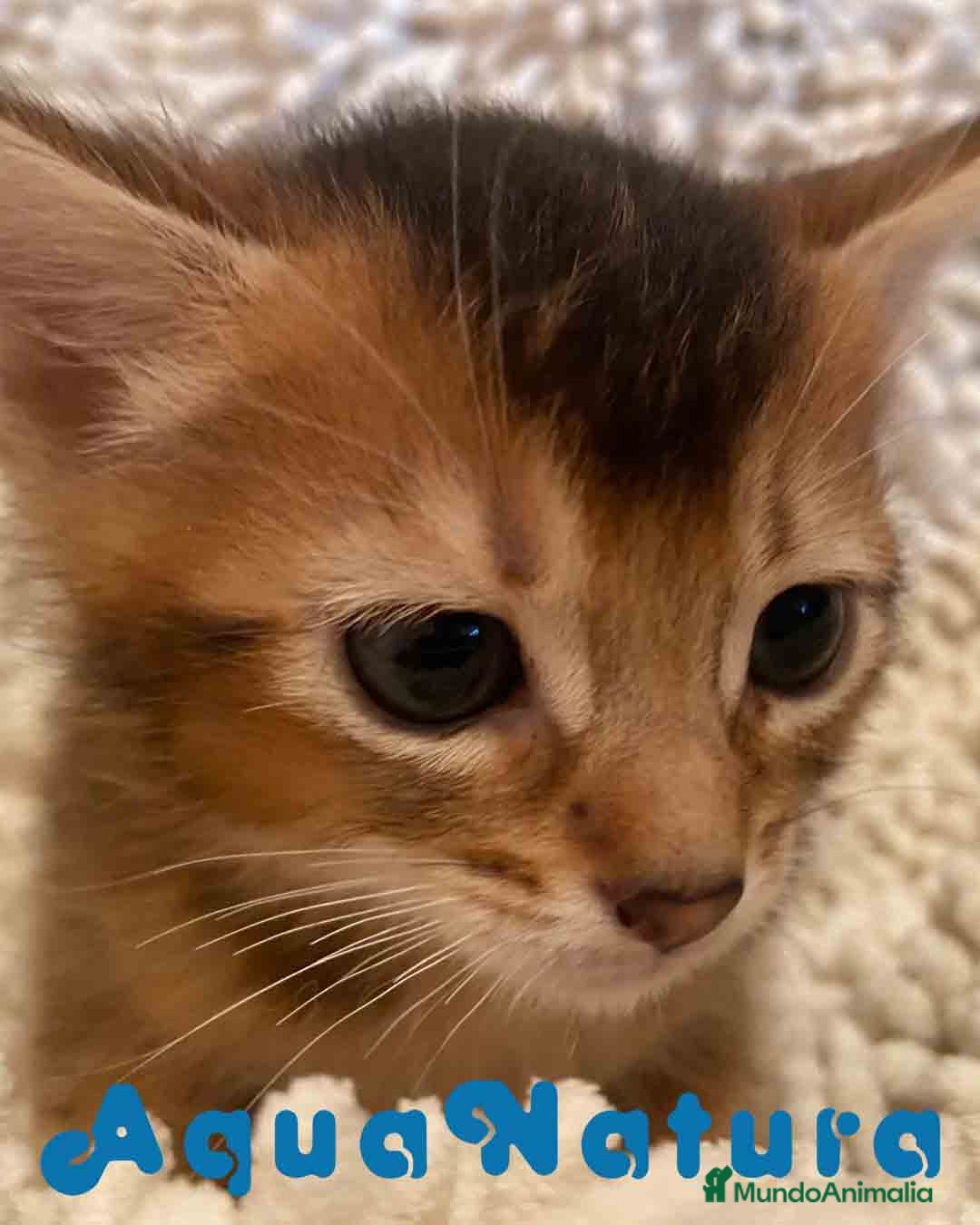 Abisinio gatos en venta: Abisinio Macho de Santa 1835 - AQUANATURA en Barcelona - Imagen 5