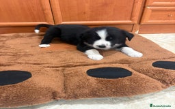 Border Collie perros en venta: Border collie - Imagen 7