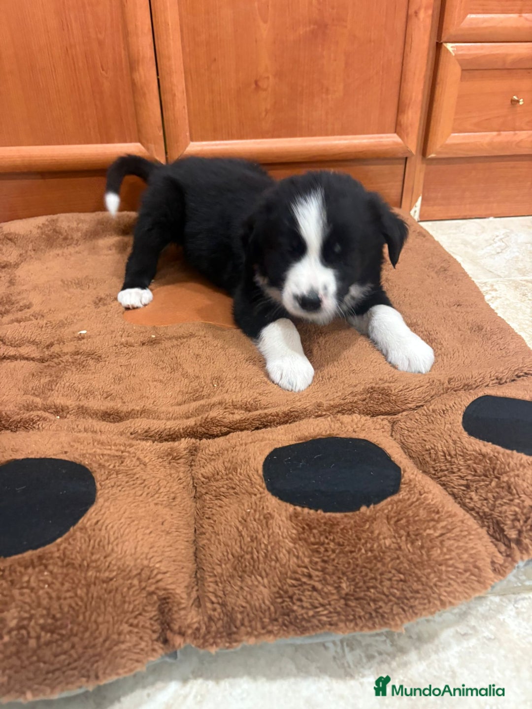 Border Collie perros en venta: Border collie - Imagen 7