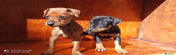 Pinscher Miniatura perros en venta: PINSCHER MINIS // COMPLETAMENTE SOCIALIZADOS - Anuncio 3