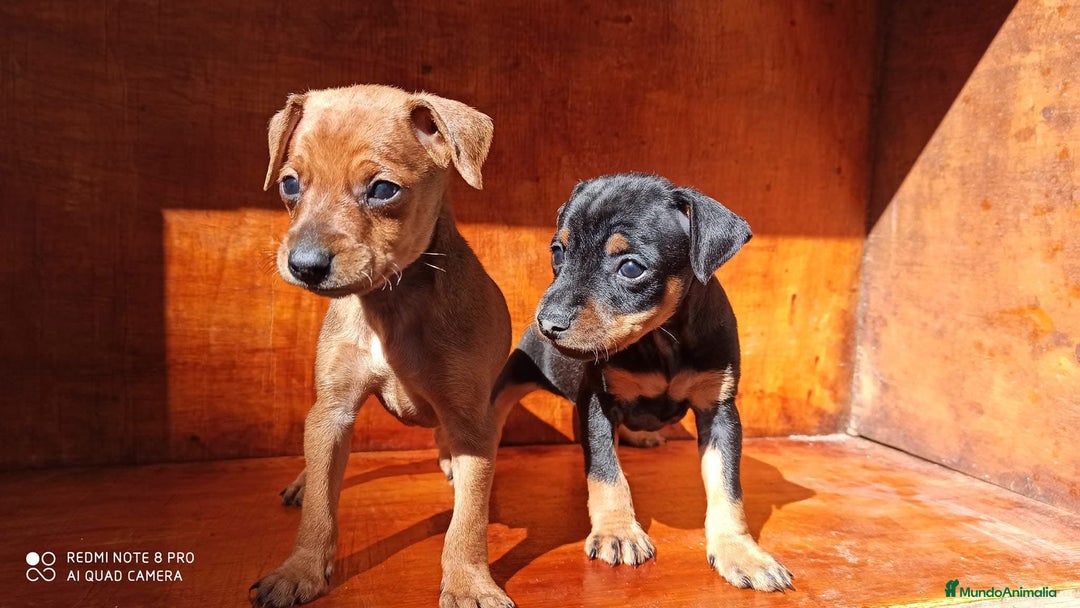 Pinscher Miniatura perros en venta: PINSCHER MINIS // COMPLETAMENTE SOCIALIZADOS - Anuncio 3