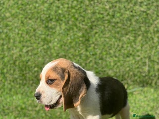 Beagle perros en Badajoz - Anuncio 7