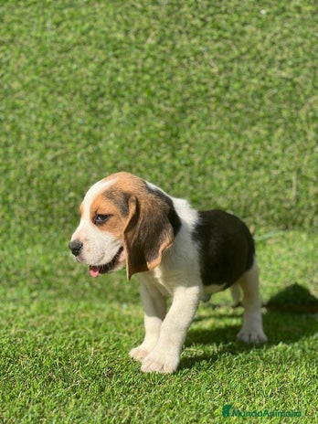 Beagle perros en Badajoz - Anuncio 16