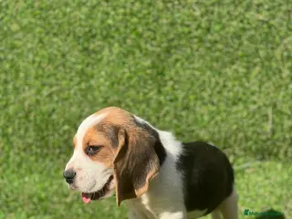 Beagle perros BEAGLE ESPECTACULARES >>>> en Badajoz - Anuncio 10