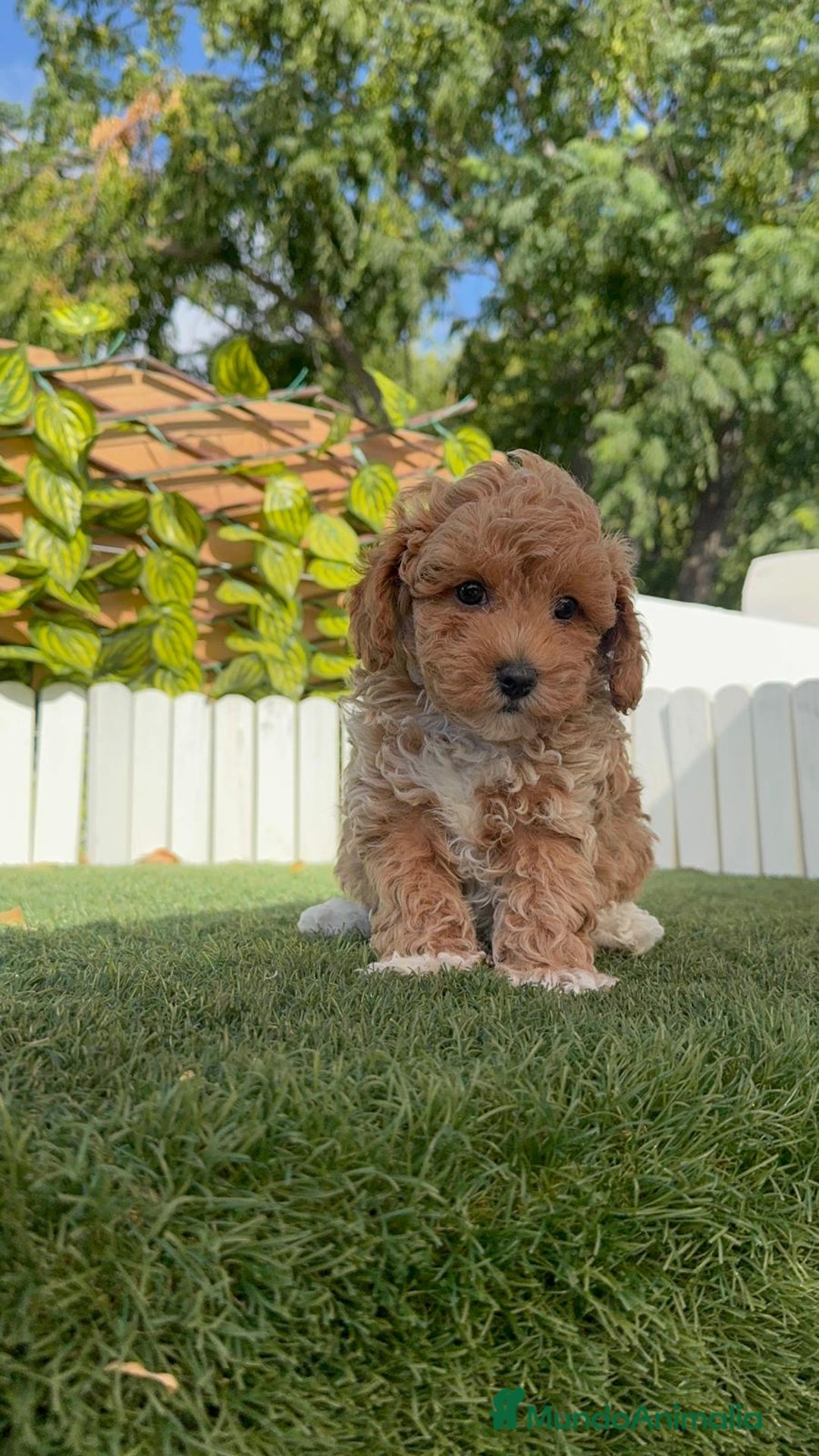 Caniche Toy perros en venta: CANICHE TOY MACHO - Imagen 9