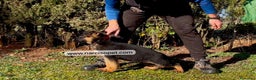 Pastor Alemán perros en venta: PASTOR ALEMAN ESPECTACULARES en Asturias - Anuncio 4
