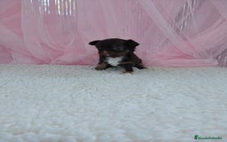 Chihuahua perros en venta: Chihuahua pelo largo  - Imagen 6