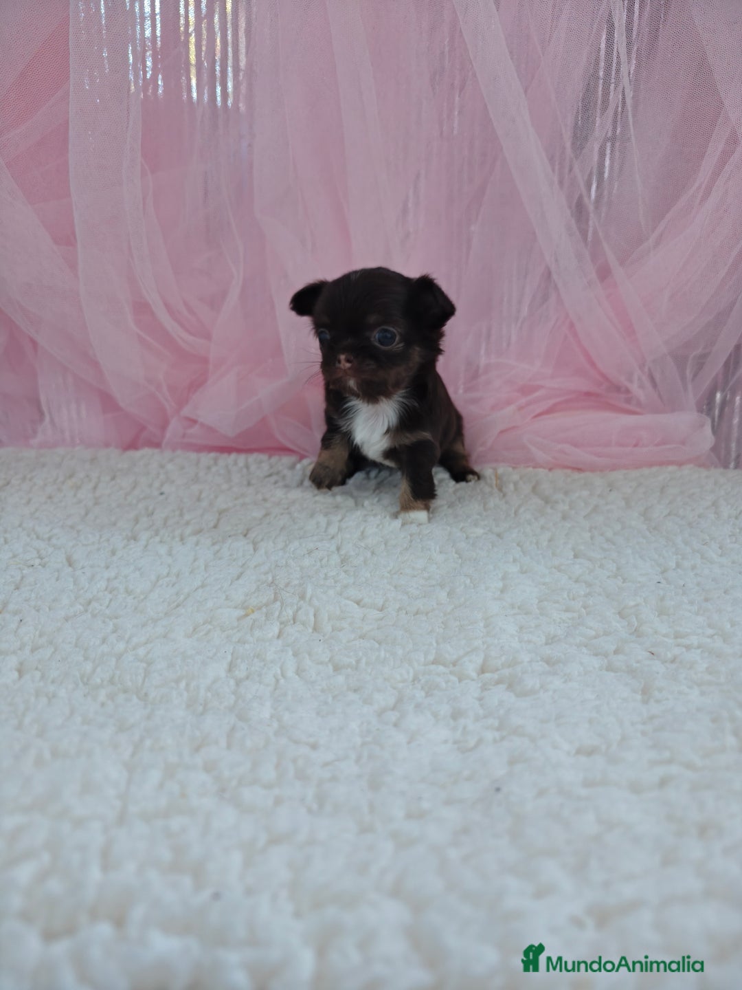 Chihuahua perros en venta: Chihuahua pelo largo  - Imagen 6