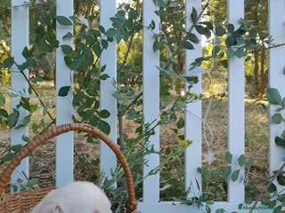 Labrador Retriever perros Preciosa camada de Labrador Retriever - Anuncio 6