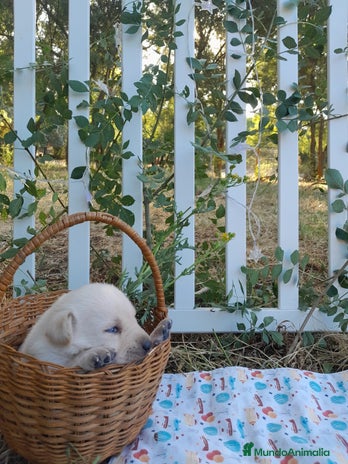 Labrador Retriever perros - Anuncio 4