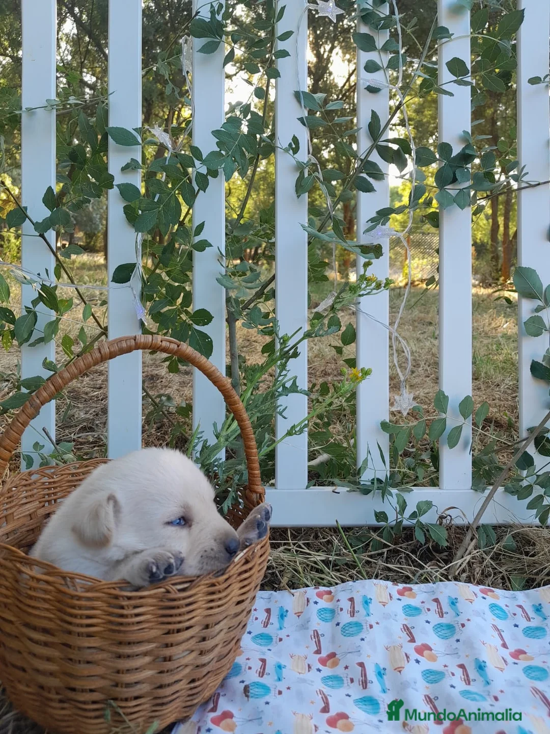 Labrador Retriever perros en venta: Preciosa camada de Labrador Retriever - Anuncio 1