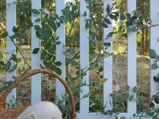 Labrador Retriever perros Preciosa camada de Labrador Retriever - Anuncio 15