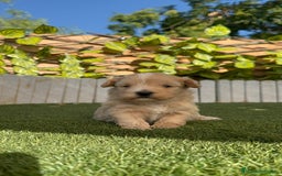 Maltipoo perros en venta: MALTIPOO MACHO - Imagen 27