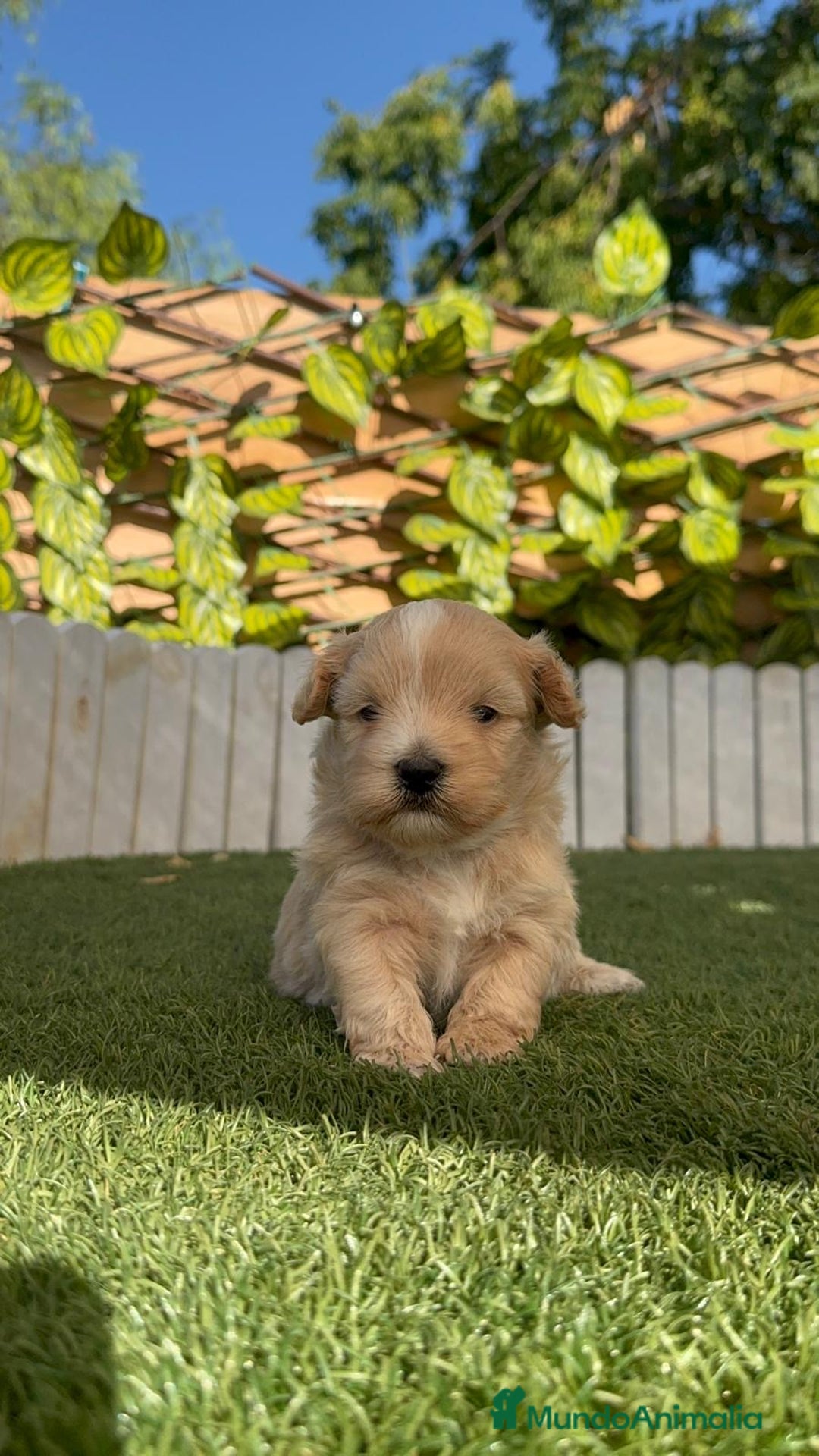 Maltipoo perros en venta: MALTIPOO MACHO - Imagen 27