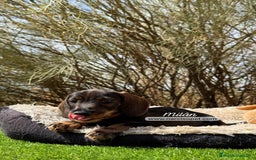 Teckel Miniatura perros en venta: TECKEL PELO DURO MACHO - Imagen 5
