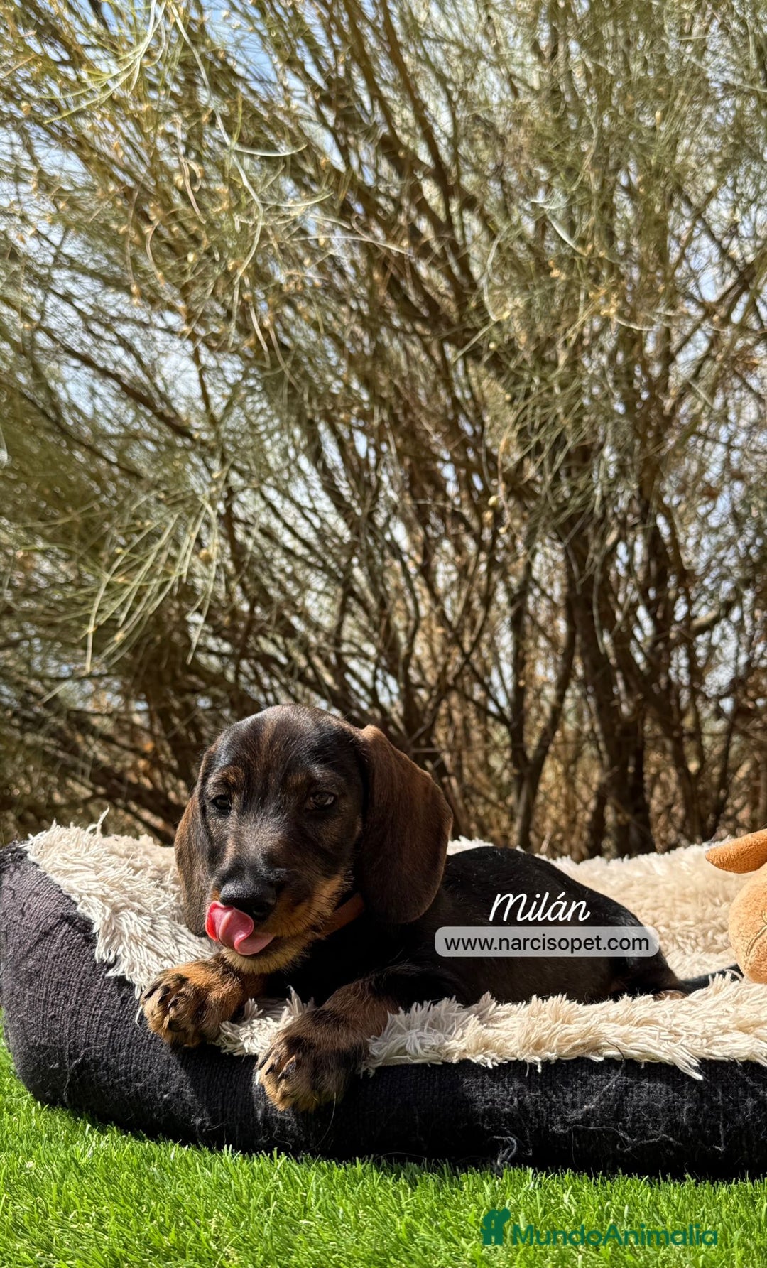 Teckel Miniatura perros en venta: TECKEL PELO DURO MACHO - Imagen 5