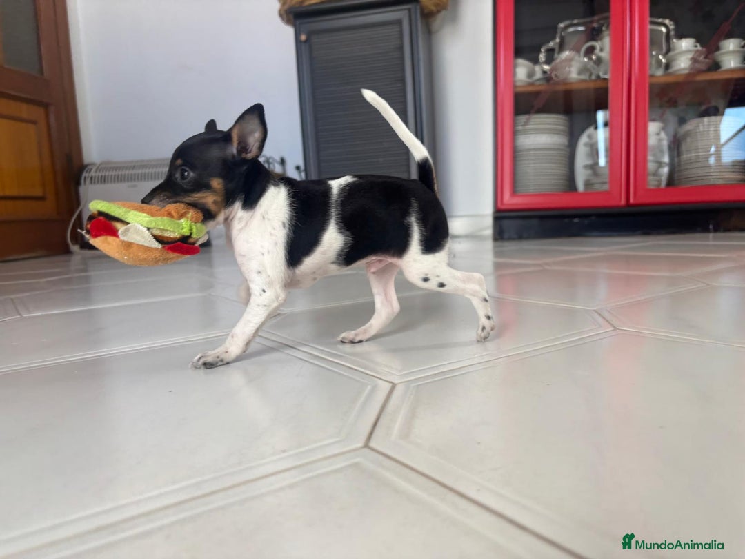 Ratón de Praga perros en venta: Último cachorros de ratón de Praga  - Imagen 4