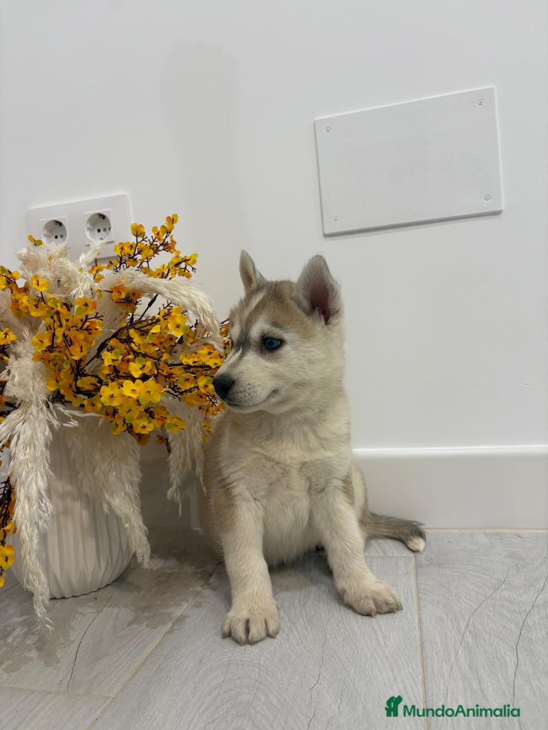 Husky Siberiano perros en venta: Husky siberianos cachorros  - Anuncio 9