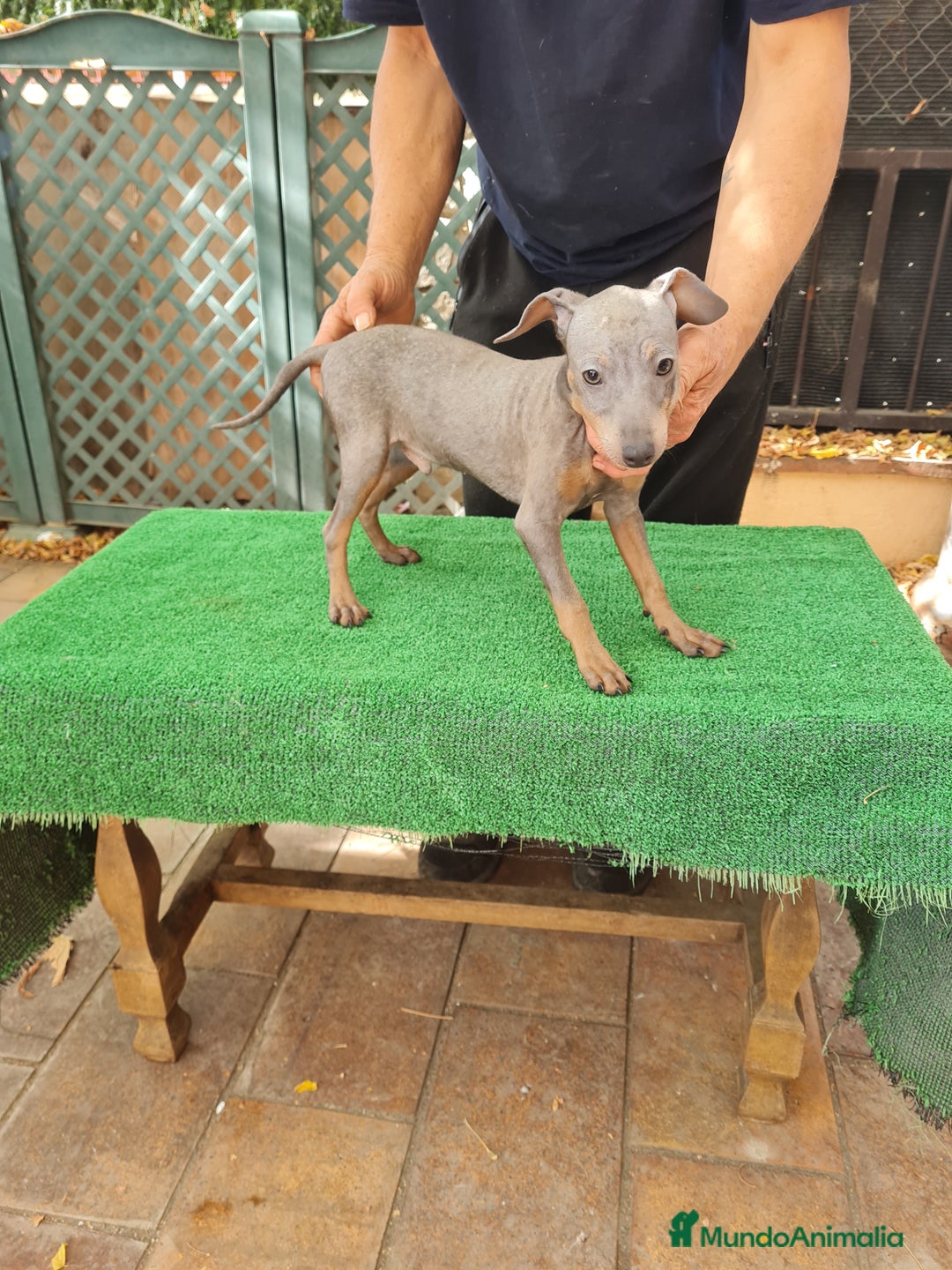 Pinscher Miniatura perros en venta: Pinscher  mini - Imagen 5