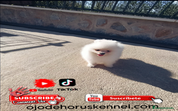Pomerania perros en venta: ‼️POMERANIA COLOR BLANCO TAMAÑO TOY - Imagen 1