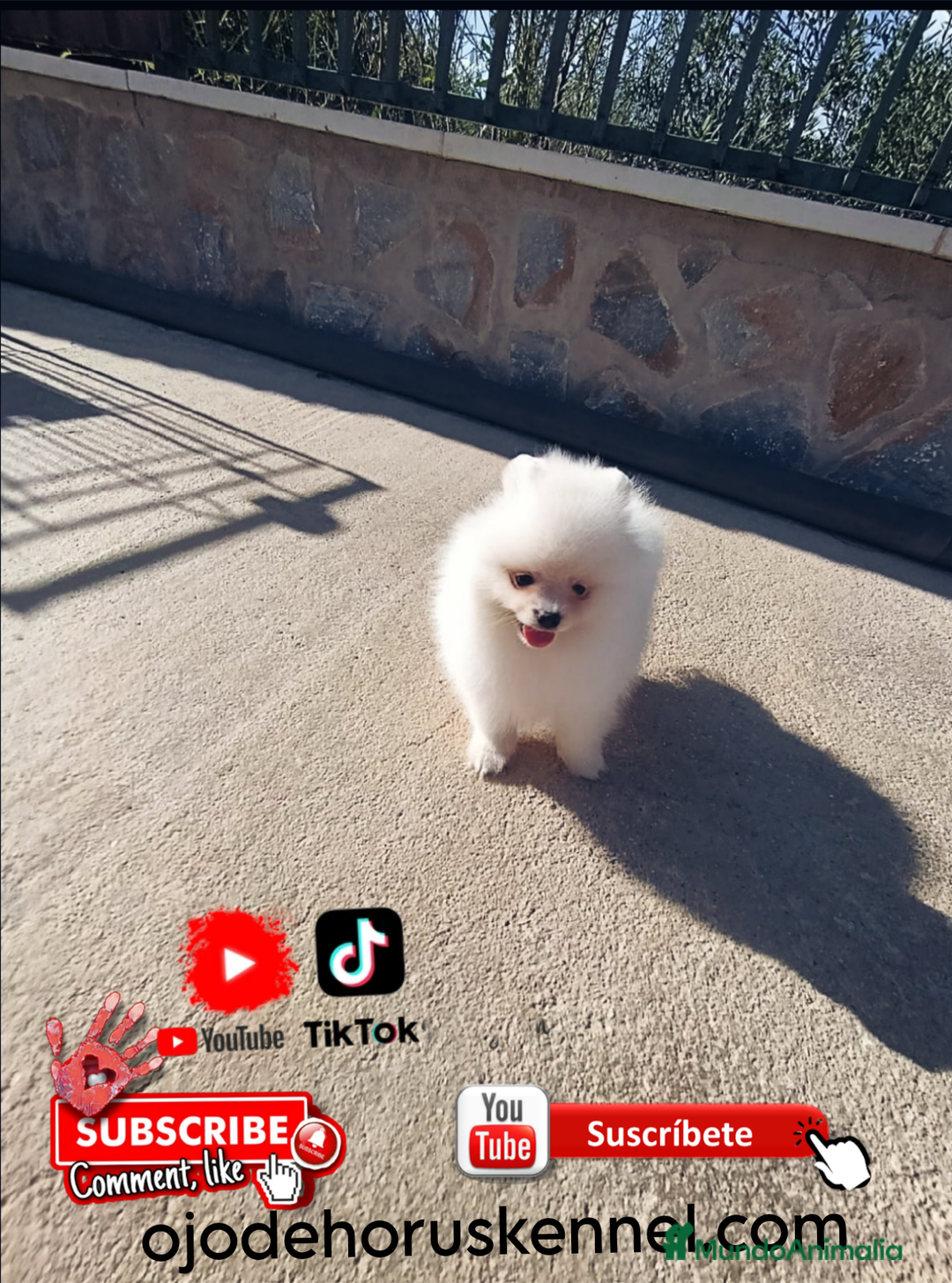 Pomerania perros en venta: ‼️POMERANIA COLOR BLANCO TAMAÑO TOY - Imagen 1