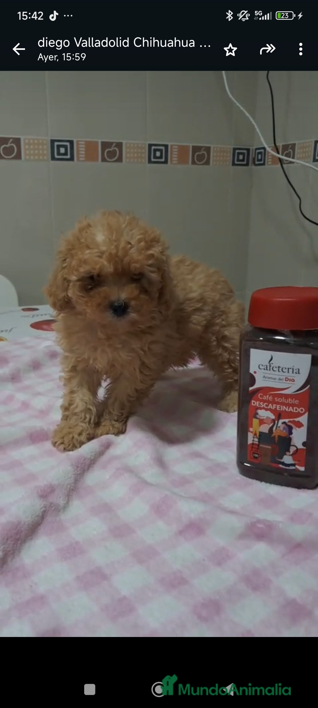 Caniche Toy perros 🐩 CANICHES TOY DISPONIBLES🐩 - Anuncio 3