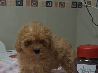 Caniche Toy perros 🐩 CANICHES TOY DISPONIBLES🐩 - Anuncio 7