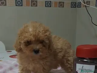 Caniche Toy perros 🐩 CANICHES TOY DISPONIBLES🐩 - Anuncio 18