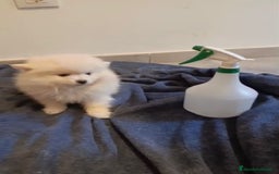 Pomerania perros en venta: Lulu pomerania toy osito - Imagen 2