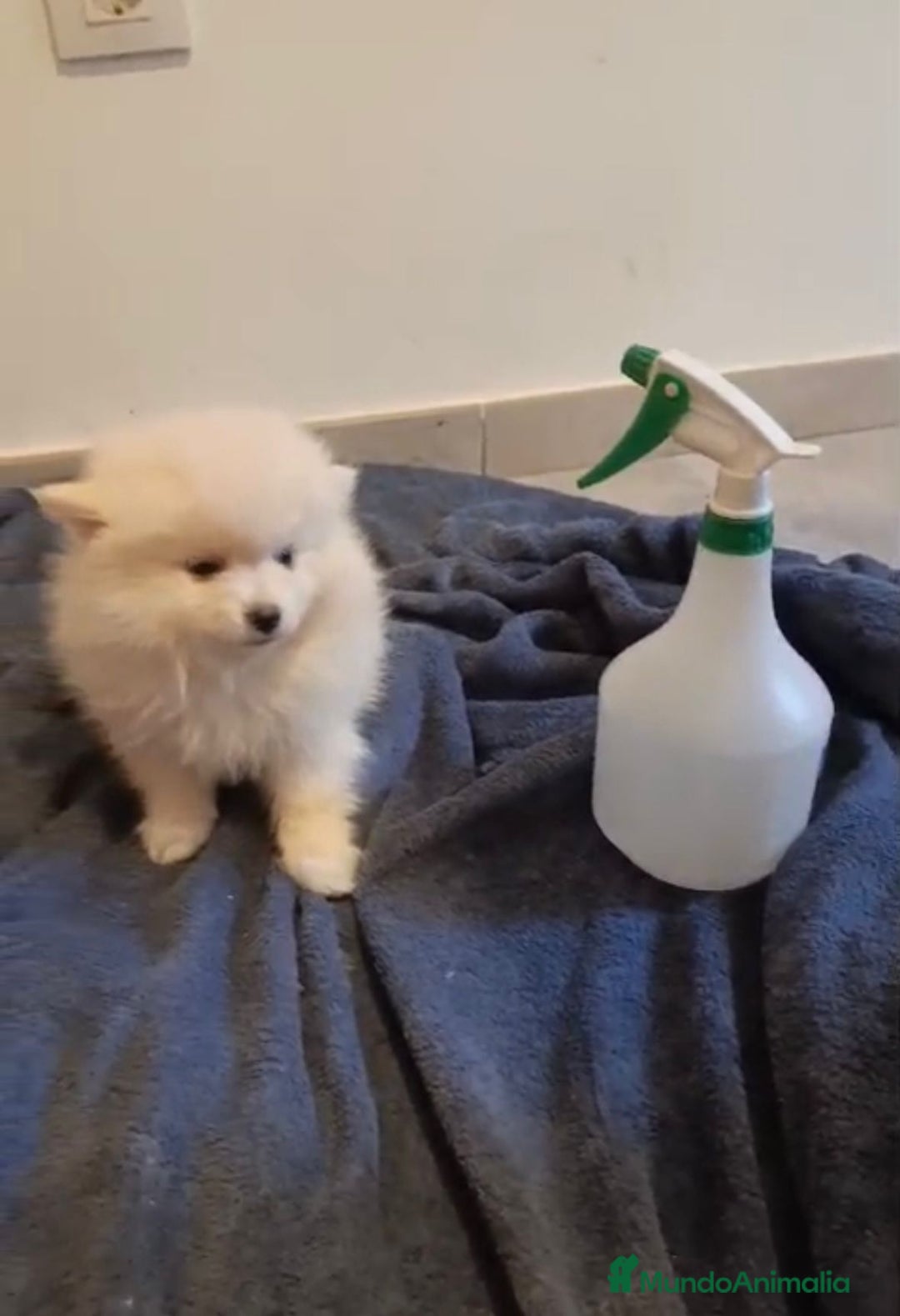 Pomerania perros en venta: Lulu pomerania toy osito - Imagen 2