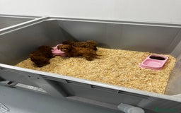 Caniche Toy perros en venta: Preciosos bebés caniche toy  - Imagen 1