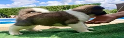 Akita Inu perros en venta: Akita Inu  - Anuncio 1