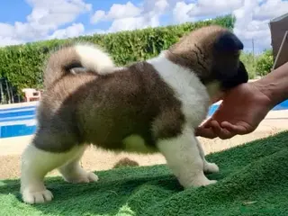 Akita Inu perros Akita Inu - Anuncio 2