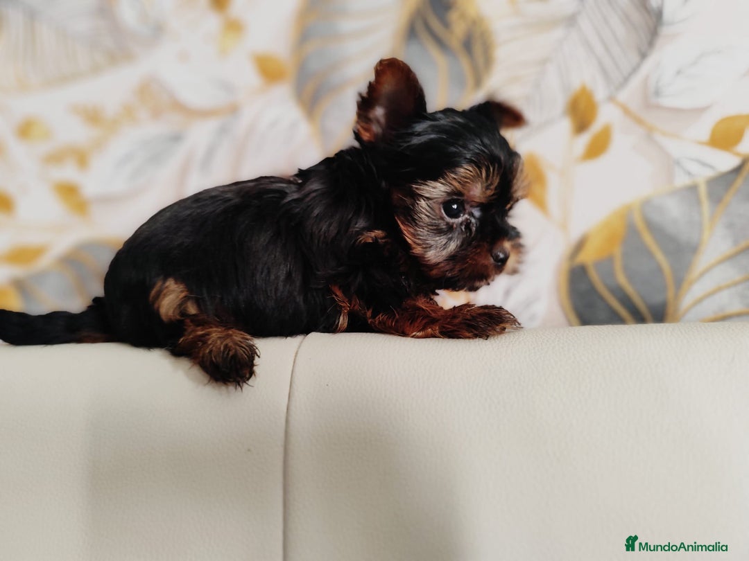 Yorkshire Terrier perros en venta: Yorkshire terrier toy - Anuncio 12