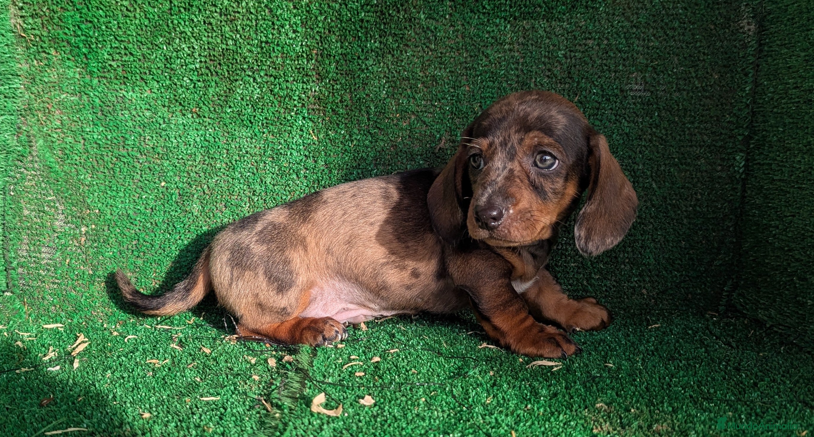 Teckel Miniatura perros Teckel miniatura - Anuncio 1