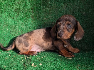 Teckel Miniatura perros Teckel miniatura - Anuncio 1