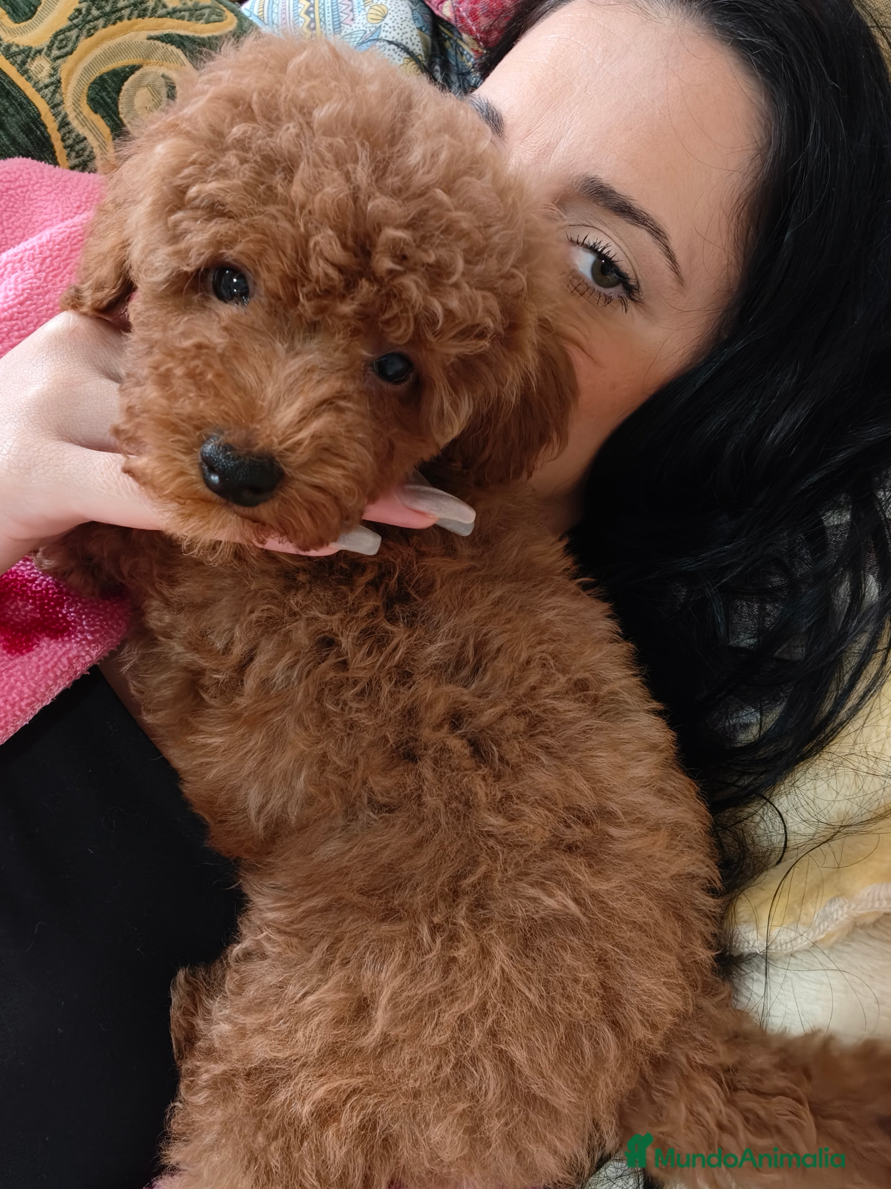 Caniche Toy perros Caniche Toy en Murcia - Anuncio 2