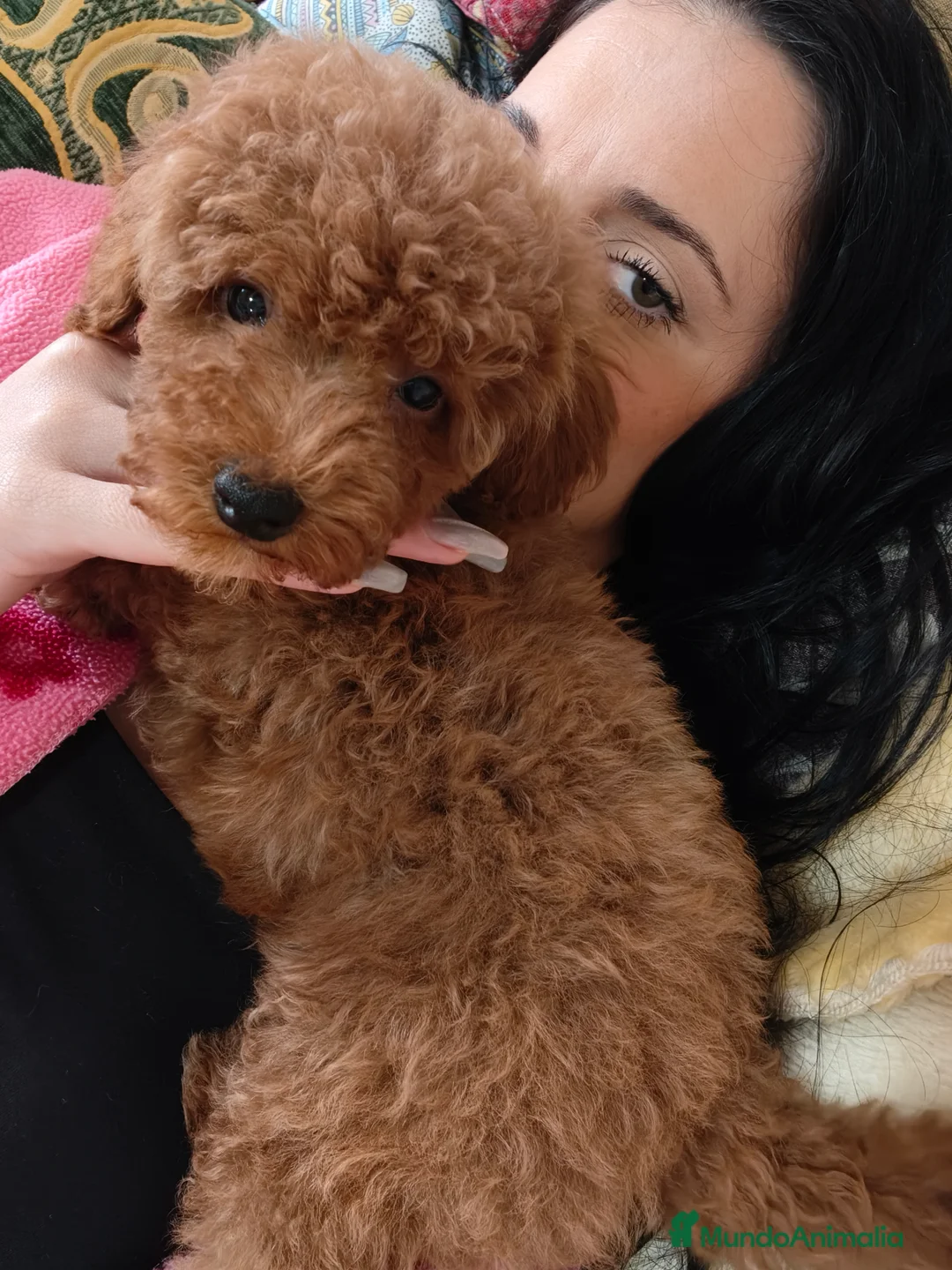 Caniche Toy perros en venta: Caniche Toy en Murcia - Anuncio 2